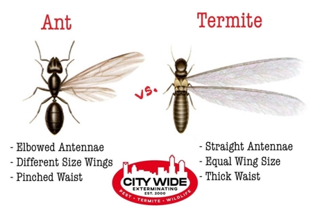 Ants v Termites