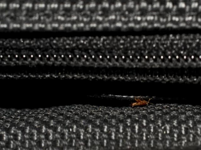 Bed Bugs
