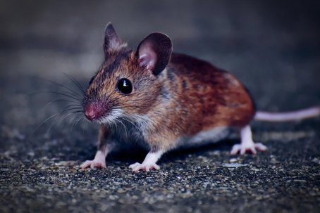 Rat