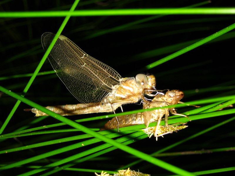 Dragonfly after molting