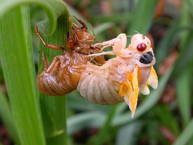 Cicada after molting