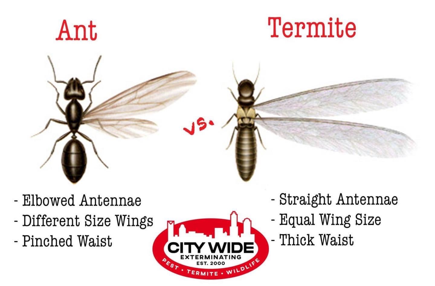 Ants Vs Termites