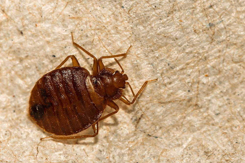 bed bug