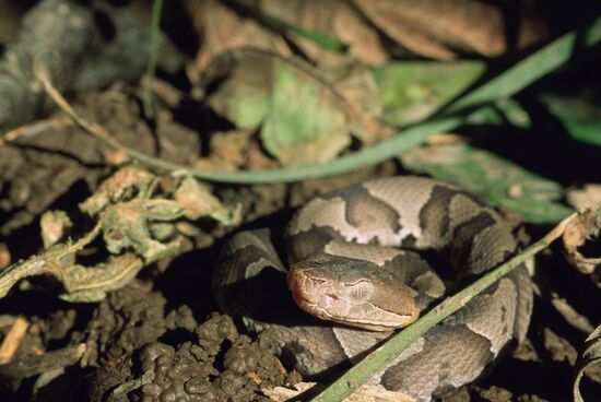 Copperhead Snake