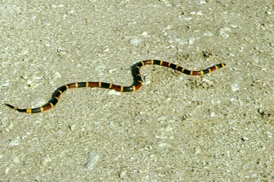 Eastern coral snakes