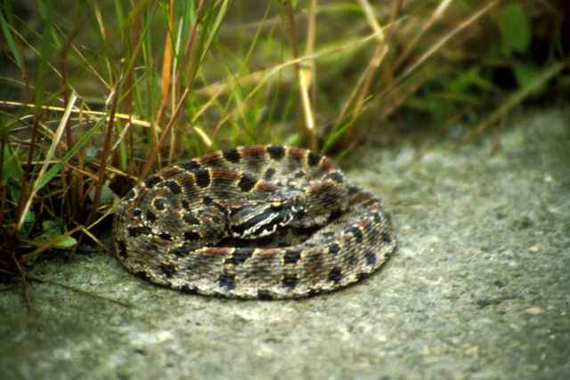 PIGMY RATTLESNAKE 