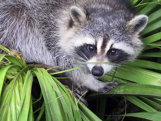 Raccoon