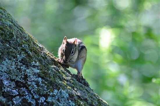 Chipmunk