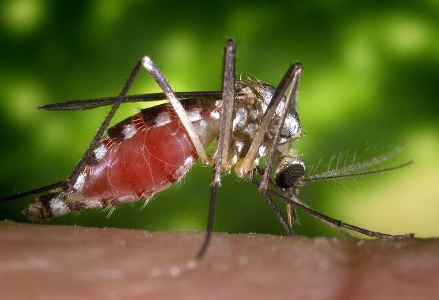 Eastern tree-hole mosquito