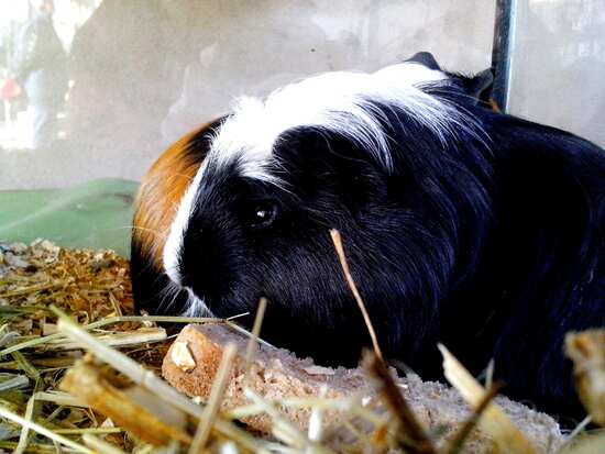 Guinea Pig