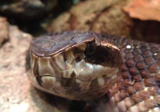 COTTONMOUTH SNAKE