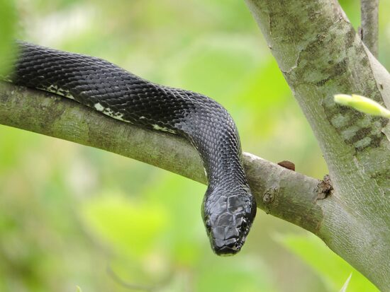 Rat snake