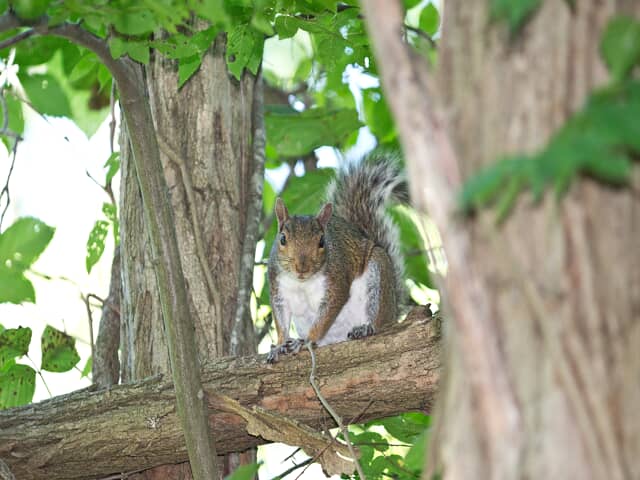 Squirrel On Tree 