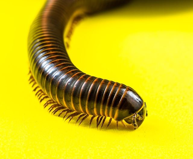 MILLIPEDES