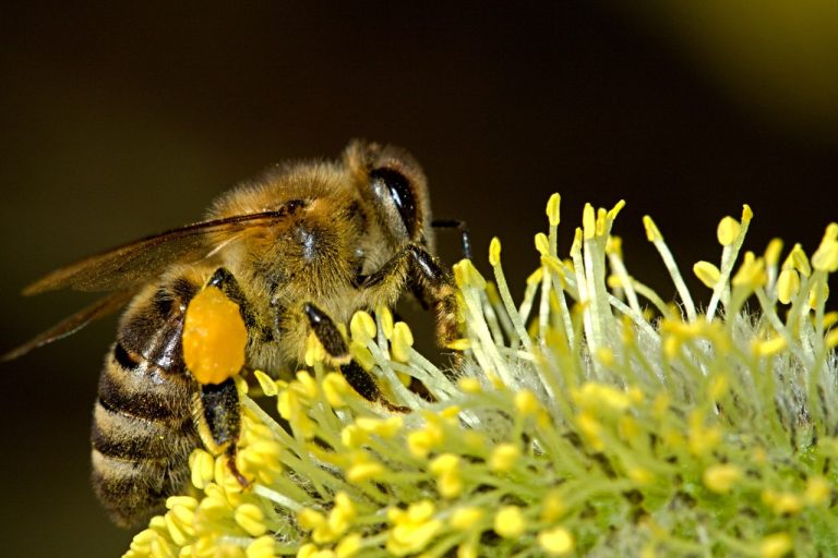 Hornets, Wasps & Bees Category - Edible Insects