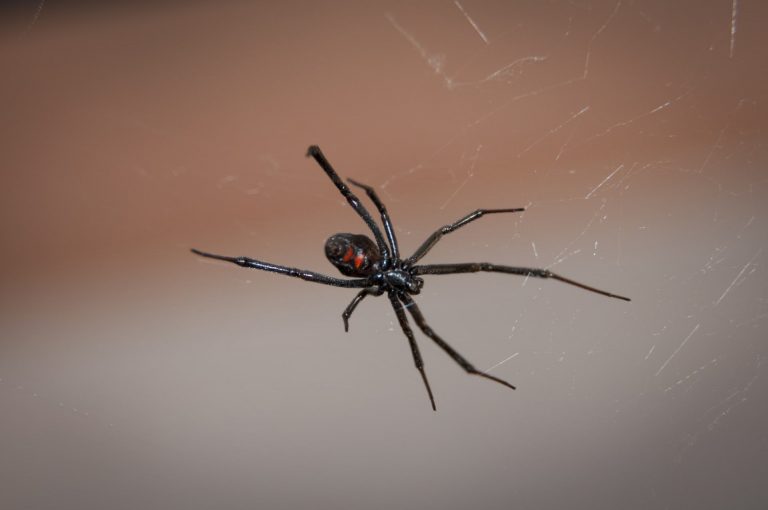 BLACK WIDOW SPIDER 