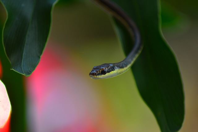 Little brown snakes