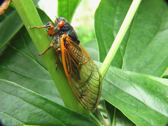 Cicada