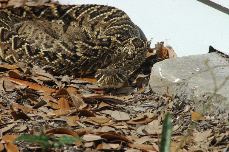 EASTERN DIAMONDBACK RATTLESNAKE