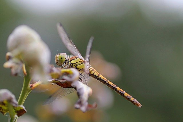 Dragonfly