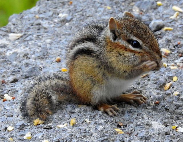 Chipmunk