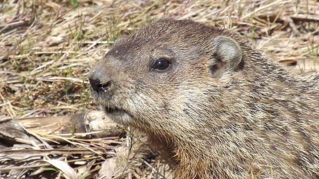 Woodchuck