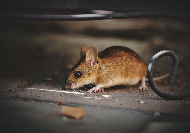 How to Get Rid of Mice - Eliminate Relentless Rodents From Your Home