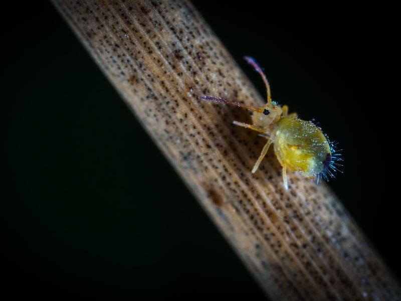 Springtail