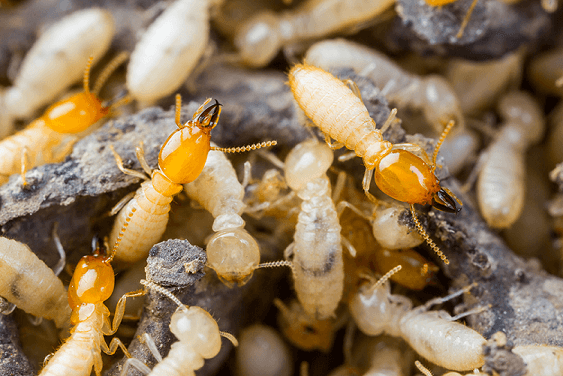 termites