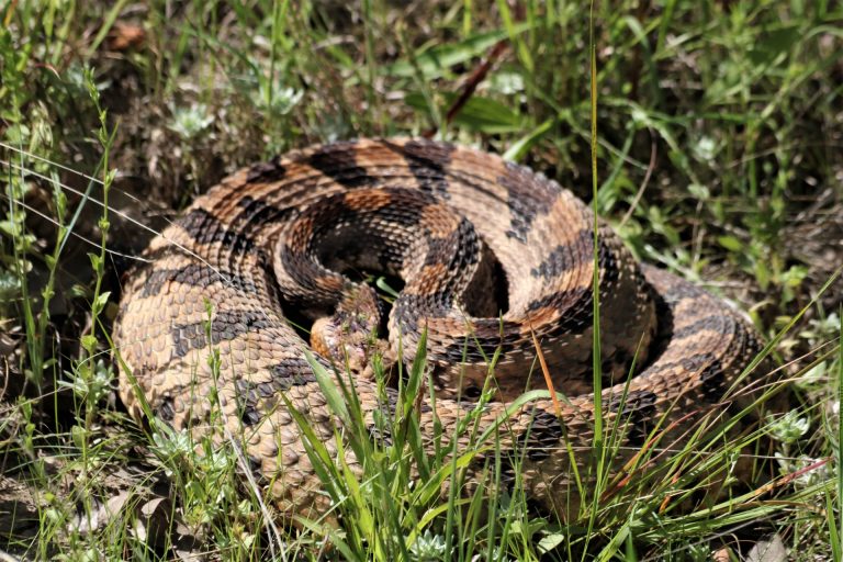 TIMBER “CANEBRAKE” RATTLESNAKE 