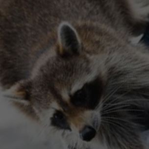 Wildlife Removal Service